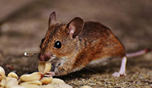 24 Hour & Emergency Exterminators in Sandy Springs, SC